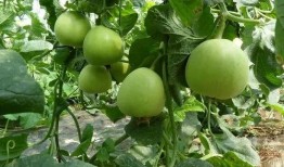 甜瓜生物爆料视频下载,视频爆料背后的秘密与启示